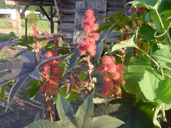 Cây đậu thầu dầu (Ricinus communis) được trồng rộng rãi để lấy dầu hoặc trồng để làm cảnh. Tuy nhiên, hãy cẩn thận, loài cây này có thể gây chết người.