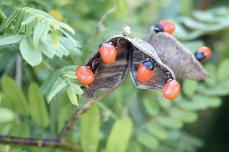 Loại đậu Abrus precatorius có hạt chín đỏ vô cùng hấp dẫn, thường được sử dụng làm đồ trang sức nhưng có chứa chất abrin cực độc.