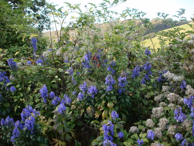 Toàn thân cây phụ tử hay còn gọi là cây xuất gia đều có tẩm chất độc aconitine. Chỉ cần chạm vào cây cũng có thể bị ngứa, tê liệt, và nghiêm trọng hơn, mắc các vấn đề về tim. Nếu ăn nhầm, có thể bị nôn mửa, tiêu chảy, tăng huyết áp, hôn mê và có thể dẫn tới tử vong.