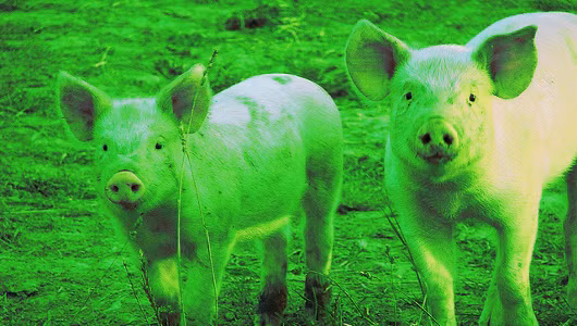 Mới đây, một nhóm các nhà khoa học thuộc Đại học Nông nghiệp Nam Trung Quốc đã tạo ra một lứa lợn con phát sáng vô cùng đáng yêu.