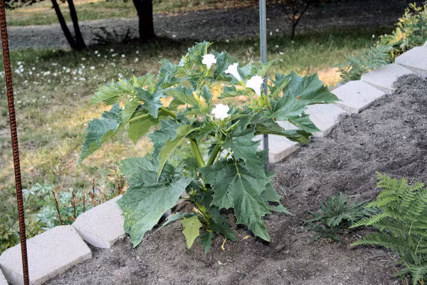 Khi ăn nhầm cây cà độc dược (Canada , Mỹ và Caribbean), người ta có thể bị giãn đồng tử, tăng nhịp tim, ảo giác, mê sảng, có hành vi hung hăng và có thể hôn mê hoặc co giật.