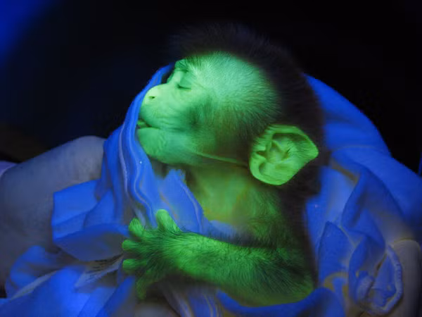 Chú khỉ nhỏ phát sáng màu xanh nhạt hết sức đáng yêu.