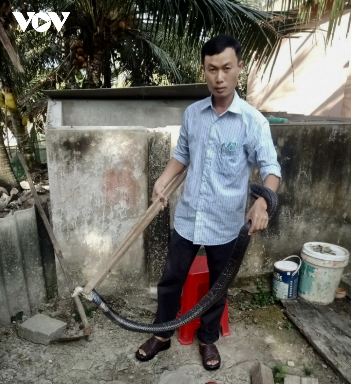 “Nam cop” ve tham mo hinh nuoi ran ho-Hinh-3