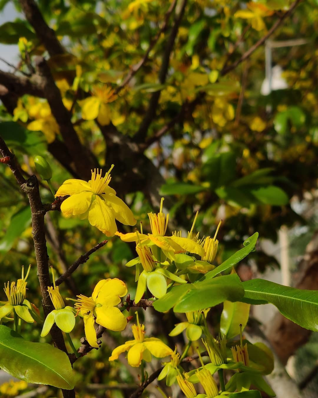 Tết 2022: Chụp ảnh bằng điện thoại sao cho đẹp?