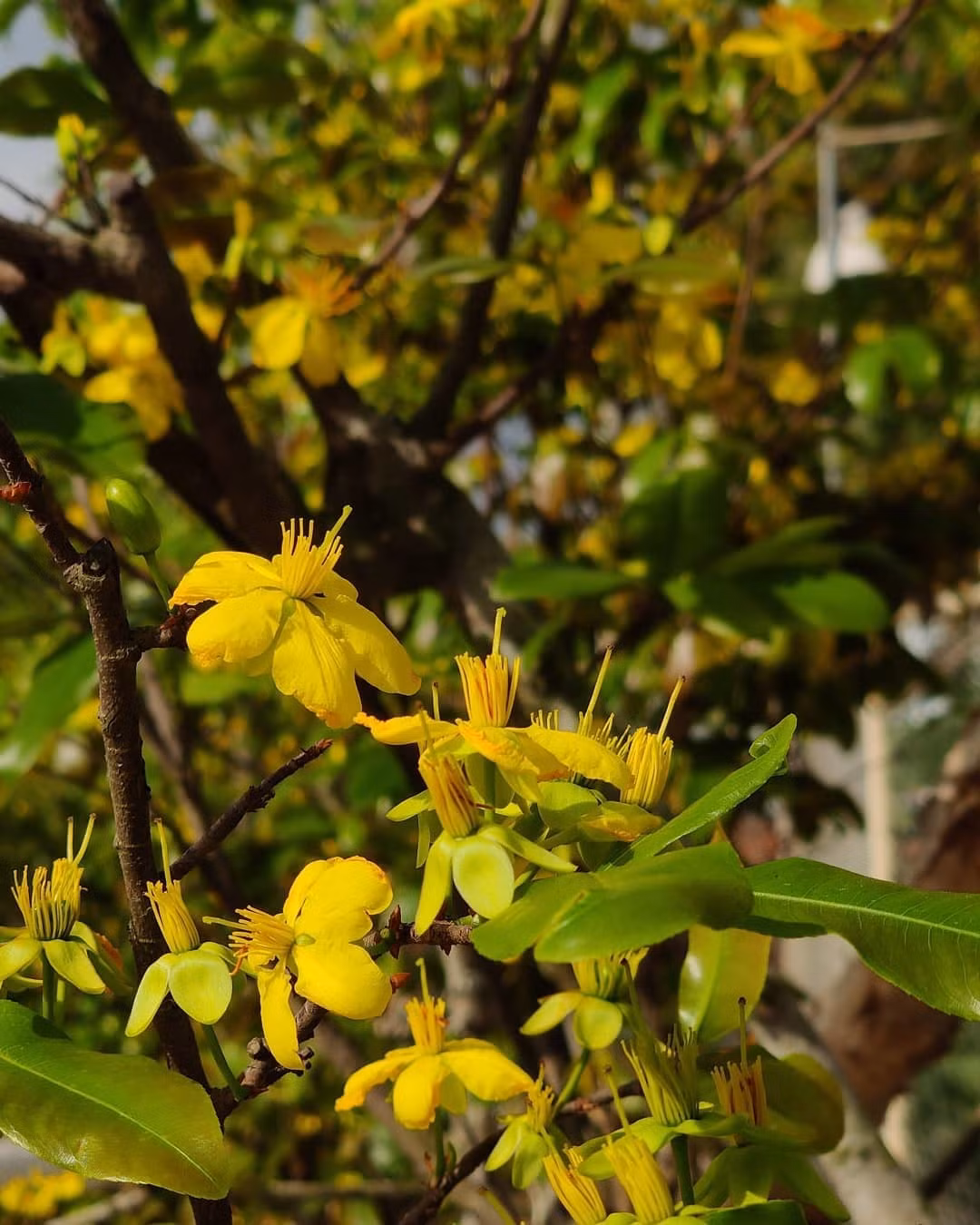 Tết 2022: Chụp ảnh bằng điện thoại sao cho đẹp?