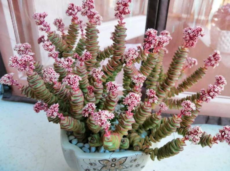 4 loại cây mang ý nghĩa tiền tài, chỉ nghe tên đã thấy giàu có - Hình 2 4 loai cay mang y nghia tien tai, chi nghe ten da thay giau co-Hinh-2