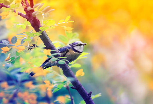 4 con giáp nào may mắn nhất năm Nhâm Dần 4 con giap nao may man nhat nam Nham Dan