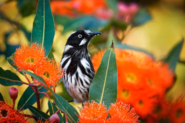 4 con giap nao may man nhat nam Nham Dan-Hinh-2