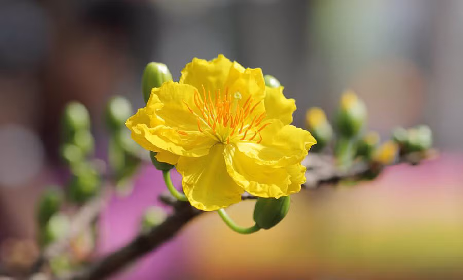 3 con giap duoc Than Tai ban phuc, tien tai bung no-Hinh-3