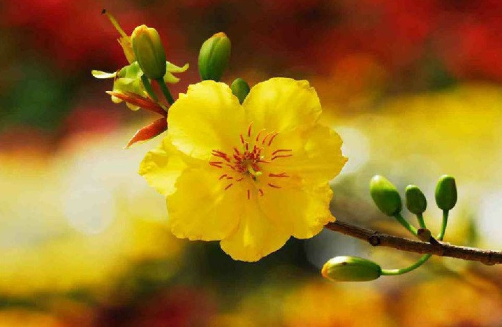 3 con giap duoc Than Tai ban phuc, tien tai bung no-Hinh-2