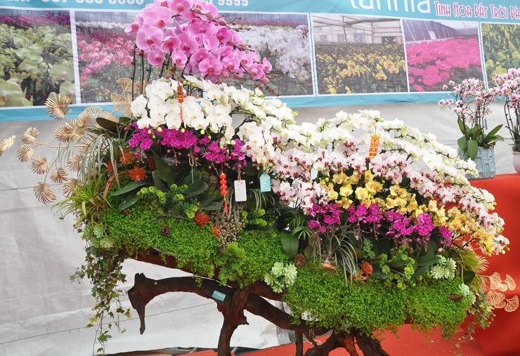 goài chậu lan "khủng" này, tại đây còn bày bán hàng loạt chậu lan khác có giá từ vài chục triệu đồng đến hàng trăm triệu đồng.