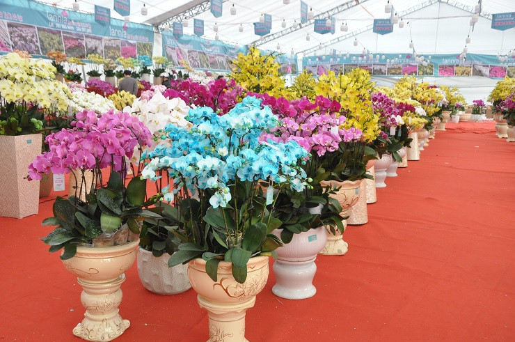 Ngoài các loại lan có màu cơ bản như trắng, hồng, tím, cam thì đơn vị này còn nhuộm thêm màu xanh ngọc để phục vụ nhu cầu khách hàng.