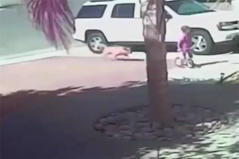 Video: Chó hoang tấn công đứa bé và cái kết bất ngờ Video: Cho hoang tan cong dua be va cai ket bat ngo
