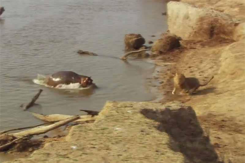 Video: Bị hà mã tấn công, sư tử vội vàng bỏ chạy Video: Bi ha ma tan cong, su tu voi vang bo chay