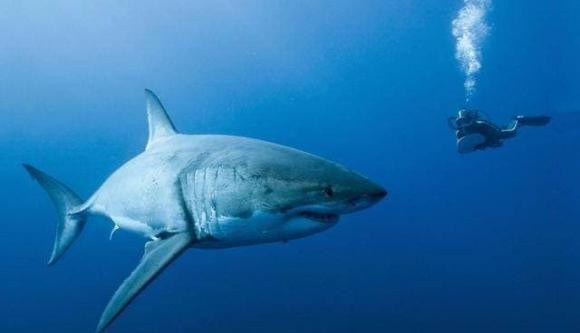 Ngoai con nguoi, dong vat nao ve co ban khong co ke thu tu nhien?-Hinh-2