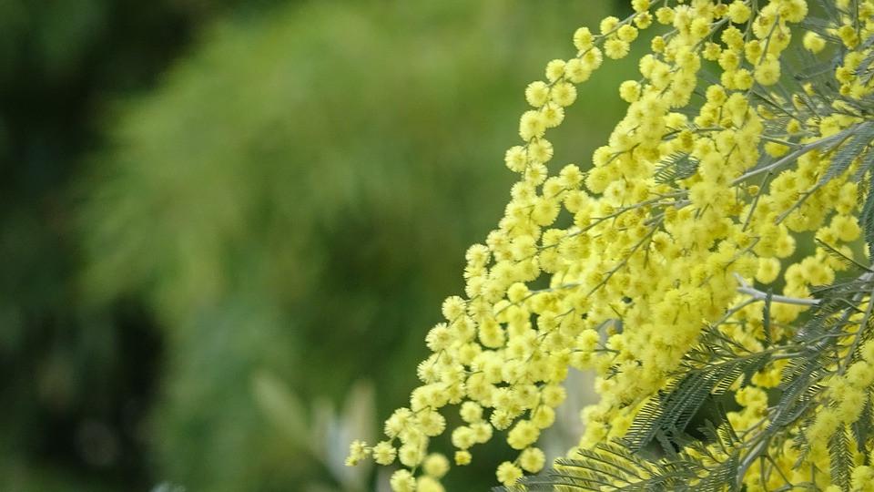 Tet Nguyen dan 2023, 4 con giap tran ngap niem vui, hung thinh-Hinh-2