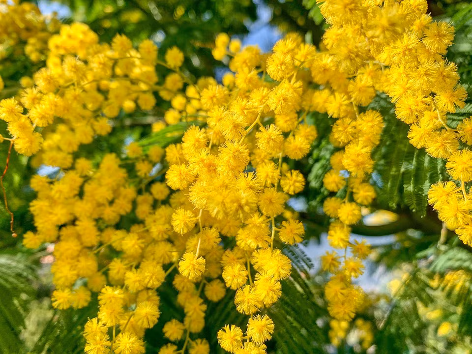 Tet Nguyen dan 2023, 4 con giap tran ngap niem vui, hung thinh-Hinh-4