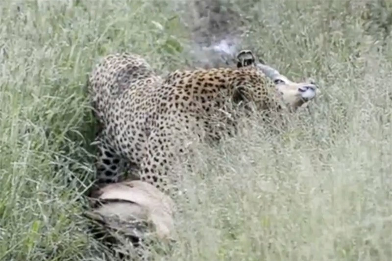 Video: Linh duong Impala mat mang vi… chay sai huong