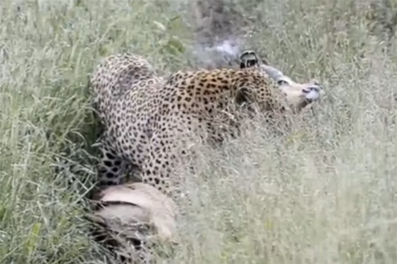 Video: Linh duong Impala mat mang vi… chay sai huong