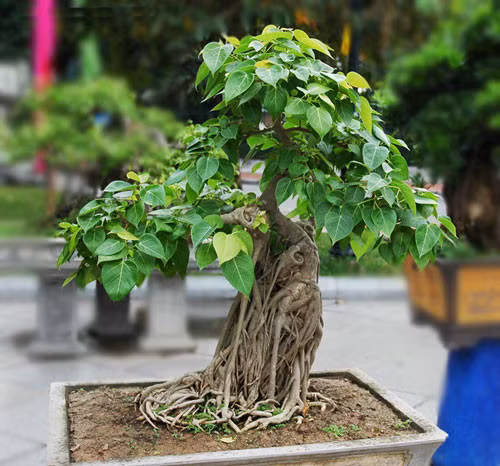 Loi phong thuy khi don dep nha cua ngay Tet ban nen tranh