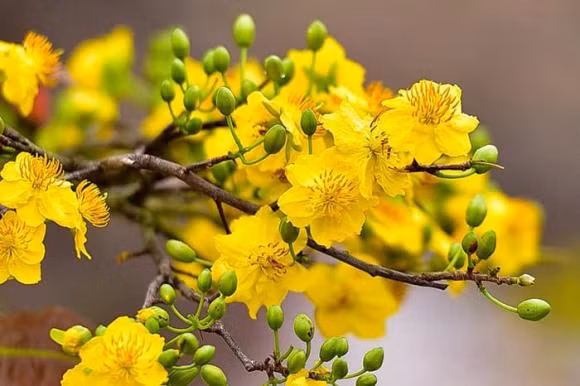 Nhung loai hoa nen dat tren ban tho mang den tai loc-Hinh-3