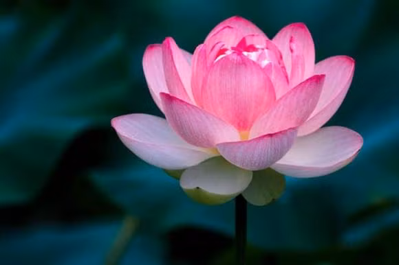 Nhung loai hoa nen dat tren ban tho mang den tai loc-Hinh-6