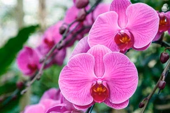 Nhung loai hoa nen dat tren ban tho mang den tai loc-Hinh-12