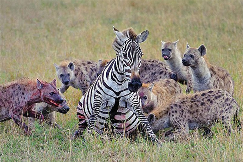 Video: Bầy linh cẩu “tùng xẻo” ngựa vằn cực kỳ dã man Video: Bay linh cau “tung xeo” ngua van cuc ky da man