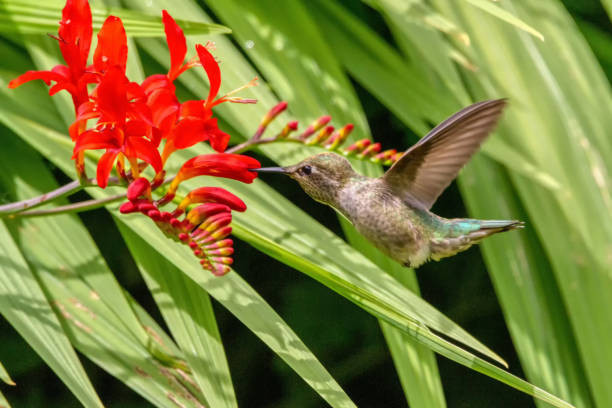 Tet nam nay khong phai lo tien bac, 4 con giap thu nhap cao-Hinh-2
