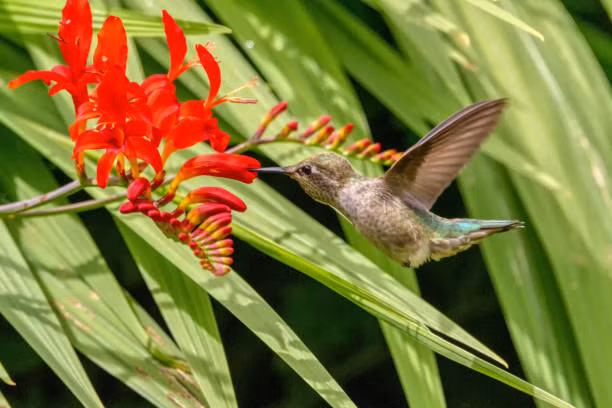 Tet nam nay khong phai lo tien bac, 4 con giap thu nhap cao-Hinh-2