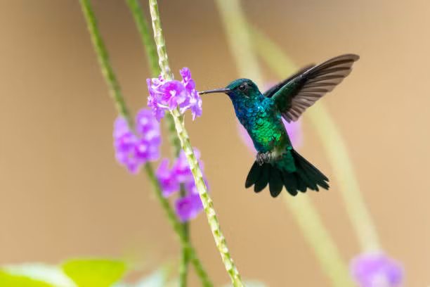 Tet nam nay khong phai lo tien bac, 4 con giap thu nhap cao-Hinh-3