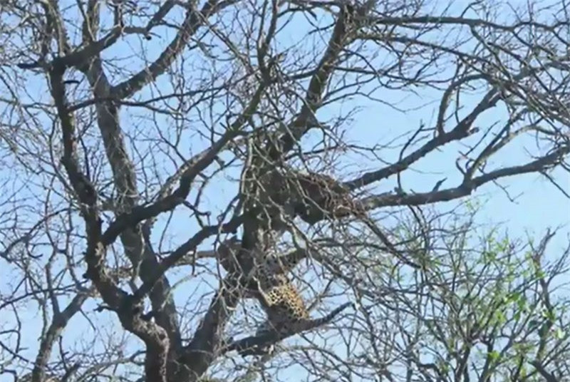 Video: Pha cướp mồi “siêu” ngu ngốc của báo hoa mai Video: Pha cuop moi “sieu” ngu ngoc cua bao hoa mai