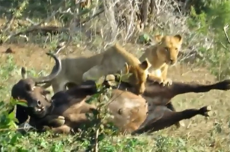 Video: Trâu rừng chết thảm dưới nanh vuốt 2 con sư tử Video: Trau rung chet tham duoi nanh vuot 2 con su tu
