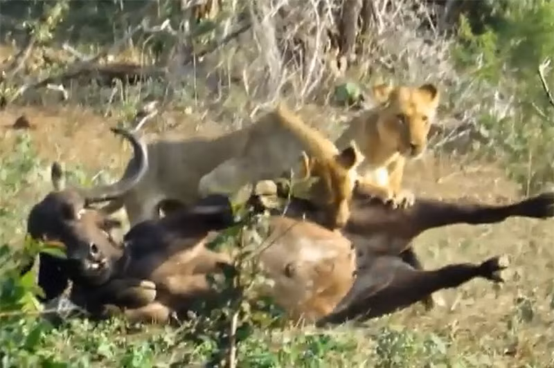 Video: Trâu rừng chết thảm dưới nanh vuốt 2 con sư tử Video: Trau rung chet tham duoi nanh vuot 2 con su tu