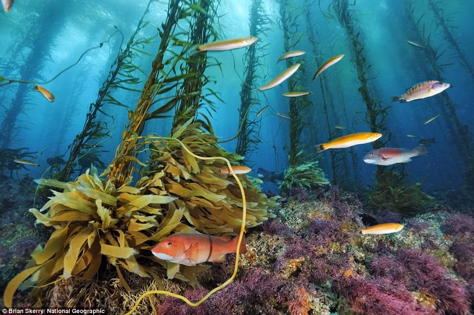 Đàn cá sặc sỡ bơi lội bên rừng tảo ở Cortes Banks, Thái Bình Dương.