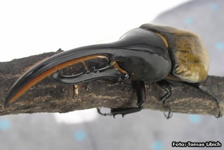 Bọ cánh cứng tê giác ( Hercules Beetle) sống ở Nam Mỹ. Chiều dài cơ thể chúng có thể lên đến 15 cm ( tính cả phần sừng). Nhờ sở hữu lớp vỏ rất cứng nên chúng có thể mang một vật nặng gấp 850 lần so với trọng lượng cơ thể. Chúng khá hiền và chỉ ăn thực vật. Thỉnh thoảng con đực đánh nhau với con cái để giao phối.