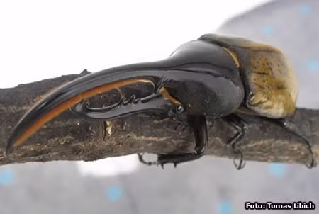 Bọ cánh cứng tê giác ( Hercules Beetle) sống ở Nam Mỹ. Chiều dài cơ thể chúng có thể lên đến 15 cm ( tính cả phần sừng). Nhờ sở hữu lớp vỏ rất cứng nên chúng có thể mang một vật nặng gấp 850 lần so với trọng lượng cơ thể. Chúng khá hiền và chỉ ăn thực vật. Thỉnh thoảng con đực đánh nhau với con cái để giao phối.