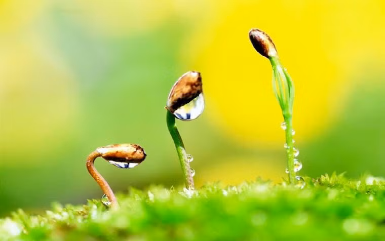 Bau vat quy gia nhat tren doi, ai cung co san nhung lai chang nhan ra