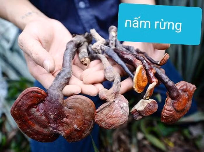 Nam lim xanh: cach tranh dinh qua lua-Hinh-5