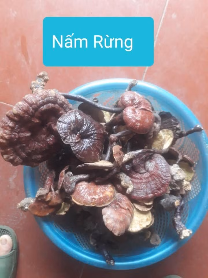Nam lim xanh: cach tranh dinh qua lua-Hinh-2