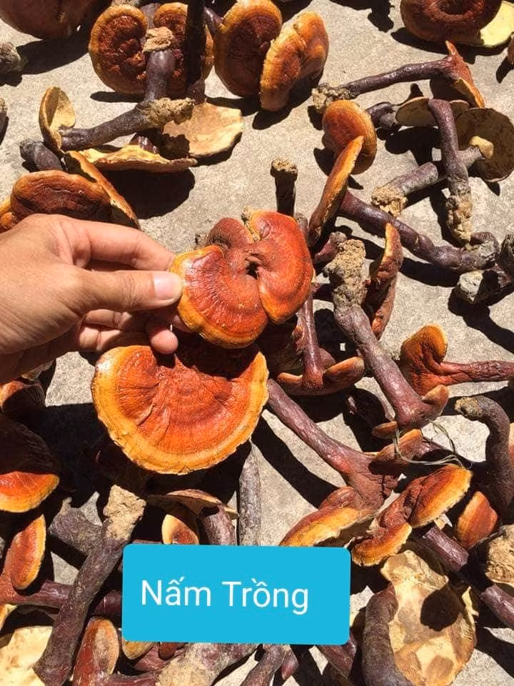 Nam lim xanh: cach tranh dinh qua lua-Hinh-4