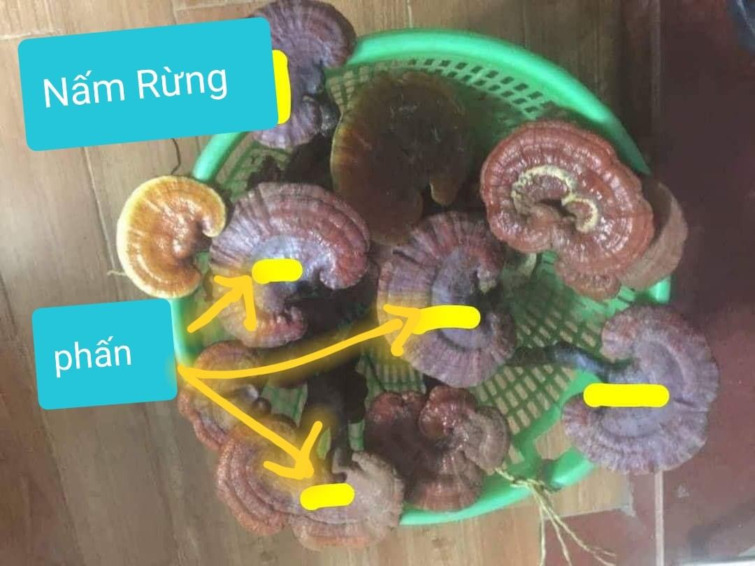 Nam lim xanh: cach tranh dinh qua lua-Hinh-6