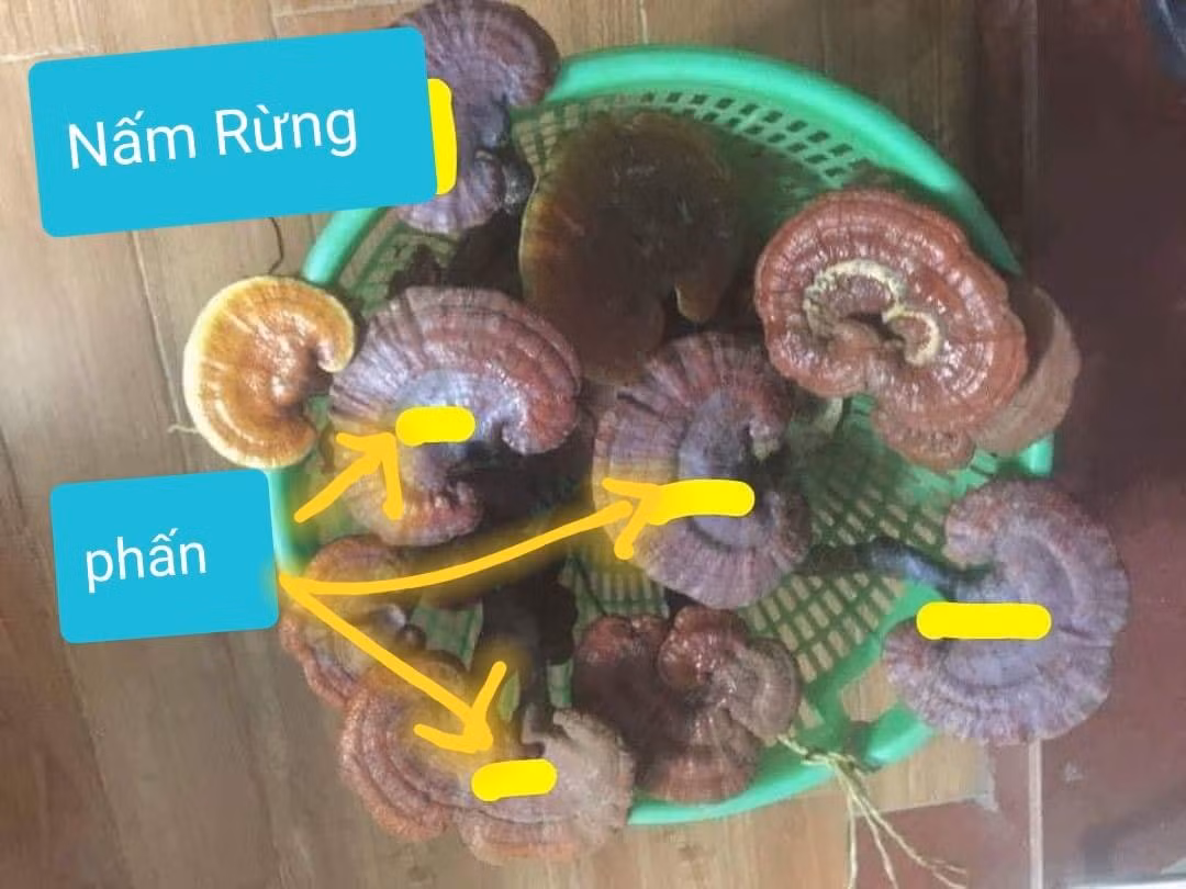 Nam lim xanh: cach tranh dinh qua lua-Hinh-6