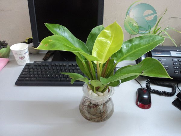 3 thang cuoi nam, dat cay nay len ban lam viec de hut tai loc