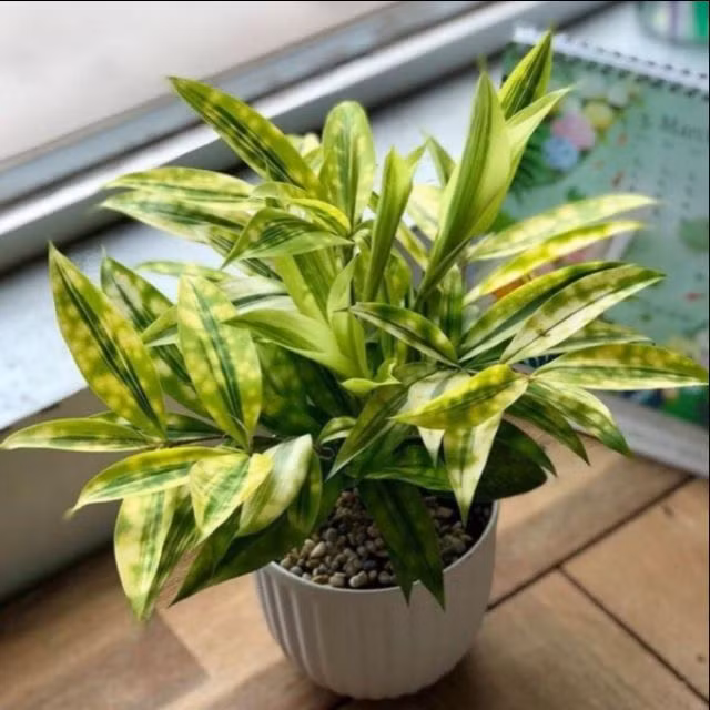 5 loai cay phong thuy sinh loc, tru ta cuc tot, nha nao cung nen co 1 chau-Hinh-5