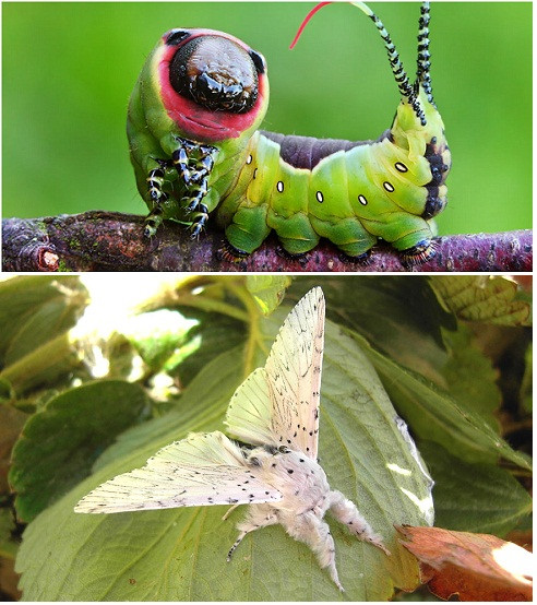 6. Cerura vinula: một loài bướm đêm thuộc họ Notodontidae, có thể tìm thấy ở châu Âu và Bắc Phi. Sải cánh dài 58mm, rộng 75 mm.