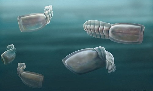 Vetulicolian - sinh vật biển có hình thù kỳ dị.