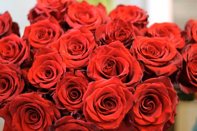 Hồng Columbia không những cao mà cánh hoa còn mềm mại, lâu tàn hơn so với hoa trong nước.