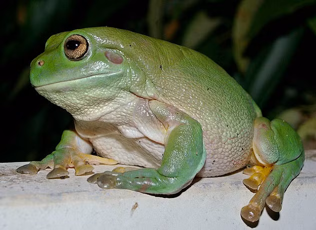 Khả năng đáng kinh ngạc của ếch xanh lá cây của Úc (Litoria caerulea) là chúng có thể đào thải những thứ ngoại lai tồn tại trong cơ thể trong 19 ngày, từ bàng quang của chúng.
