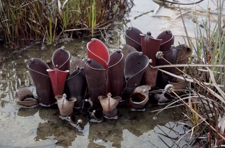 Các loài Heliamphora được gọi chung là cây nắp ấm mặt trời, do quan niệm sai lầm rằng các Heli của Heliamphora là từ tiếng Hy Lạp Helios, có nghĩa là "mặt trời". Trong thực tế, tên này bắt nguồn từ helos, có nghĩa là đầm lầy, do đó, tên khoa học của cây phải là cây nắp ấm đầm lầy. Các loài trong chi Heliamphora là cây ăn thịt với các lá biến đổi gen hợp nhất thành một hình dạng hình ống.Cây đã phát triển các cơ chế để chiếc “bình” không bao giờ đựng nước và vẫn thu hút, bẫy và tiêu diệt côn trùng. 